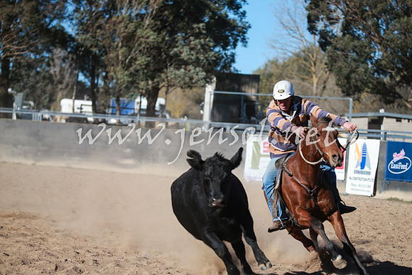 BungendoreCampdraft2016_6311