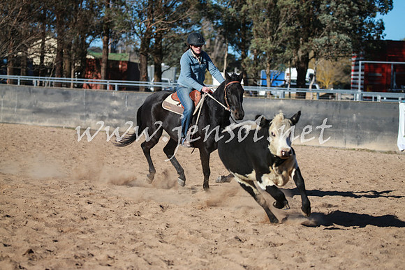 BungendoreCampdraft2016_6374