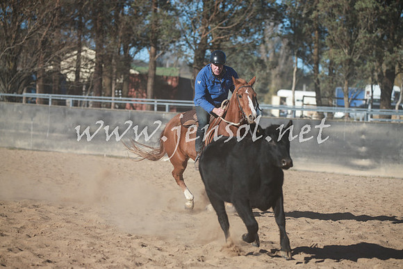 BungendoreCampdraft2016_6384