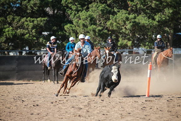 BungendoreCampdraft2016_6213