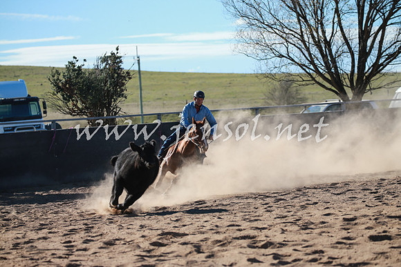 BungendoreCampdraft2016_6253
