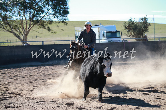 BungendoreCampdraft2016_6233