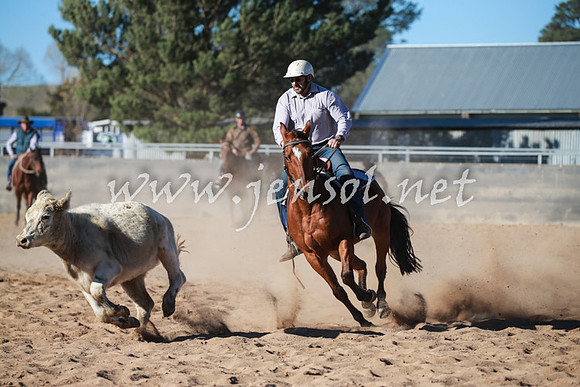 BungendoreCampdraft2016_6340