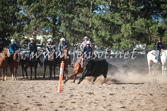 BungendoreCampdraft2016_6308