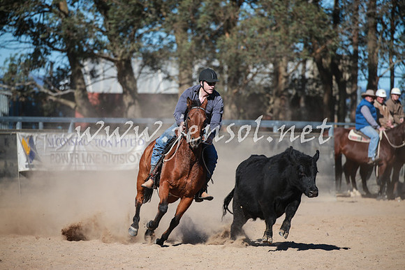 BungendoreCampdraft2016_6131
