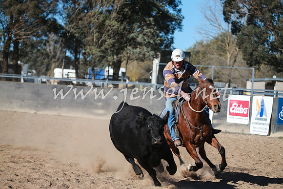 BungendoreCampdraft2016_6317