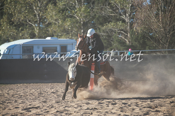BungendoreCampdraft2016_6430