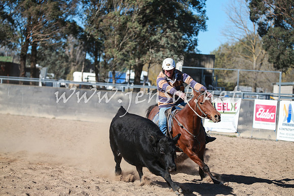BungendoreCampdraft2016_6314