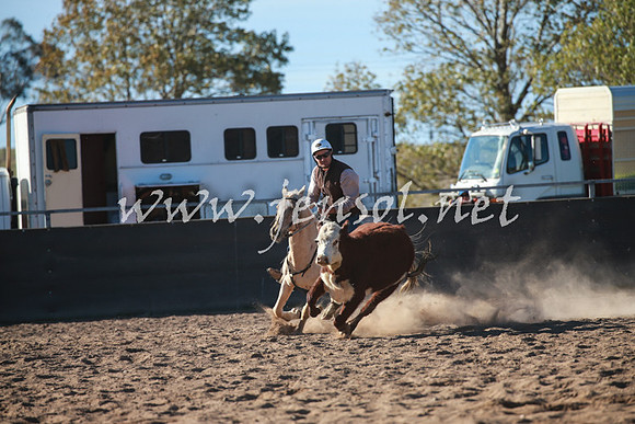 BungendoreCampdraft2016_6349
