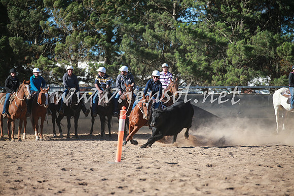 BungendoreCampdraft2016_6307