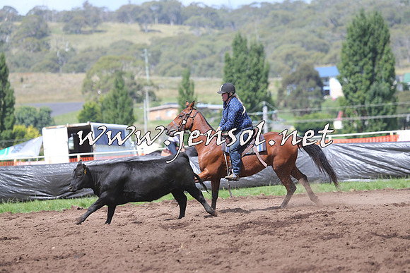 NimmitabelCampdraft2015_0295