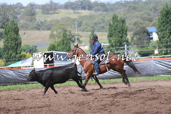 NimmitabelCampdraft2015_0294