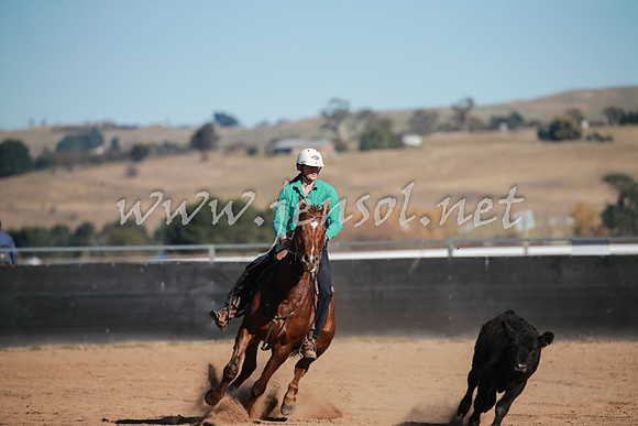 BungendoreCampdraft2016_1168
