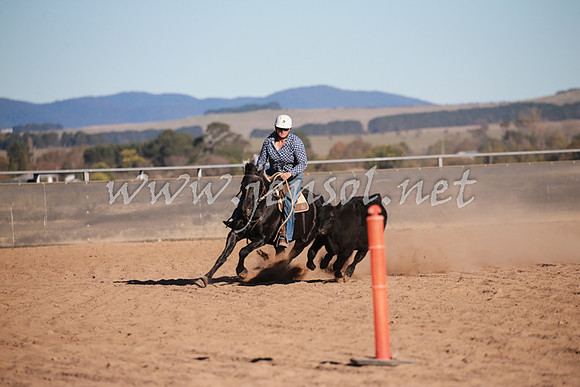 BungendoreCampdraft2016_1430