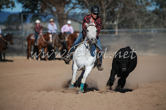 BungendoreCampdraft2016_1239