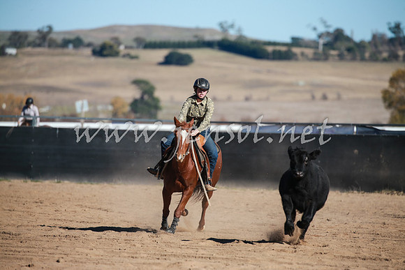 BungendoreCampdraft2016_1183