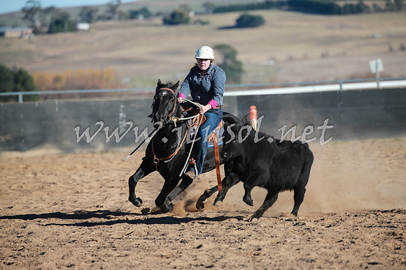 BungendoreCampdraft2016_1500