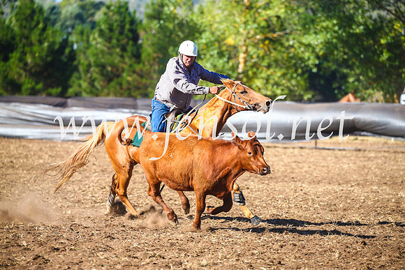 NimmitabelCampdraft2017_5234