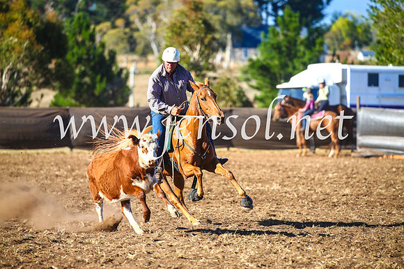 NimmitabelCampdraft2017_5373
