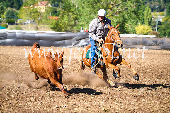 NimmitabelCampdraft2017_5246