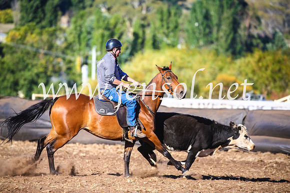 NimmitabelCampdraft2017_5317