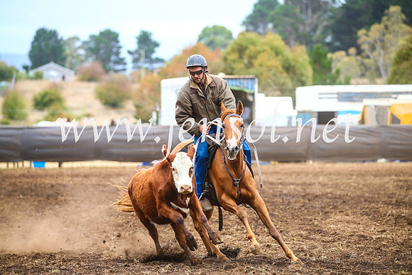 NimmitabelCampdraft2017_5034