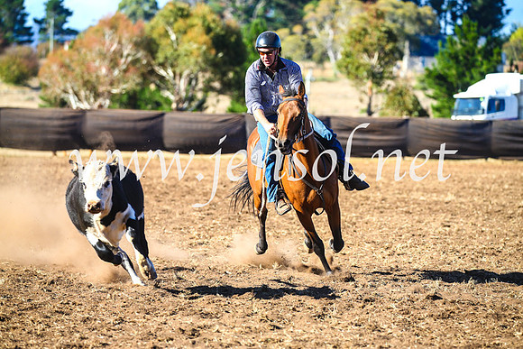 NimmitabelCampdraft2017_5308