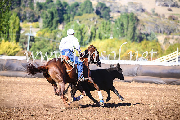 NimmitabelCampdraft2017_5343