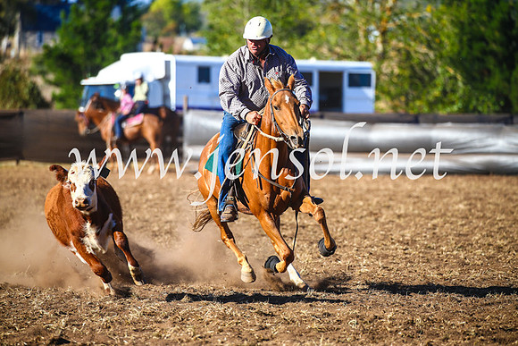 NimmitabelCampdraft2017_5364