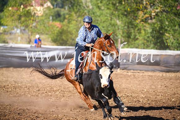 NimmitabelCampdraft2017_5435