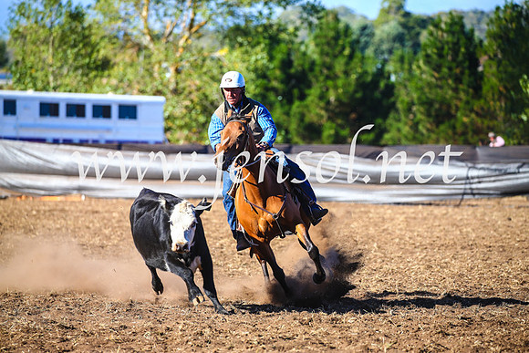 NimmitabelCampdraft2017_5405