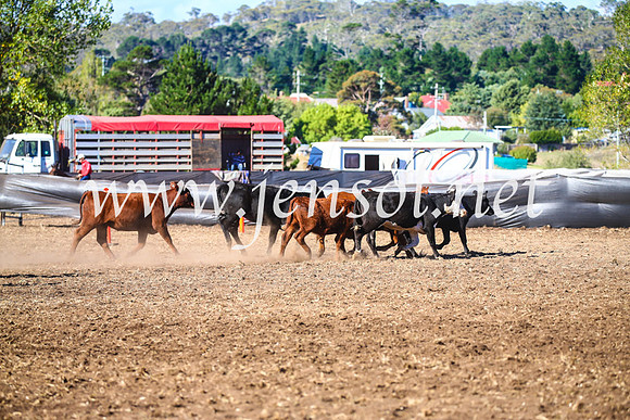 NimmitabelCampdraft2017_5255