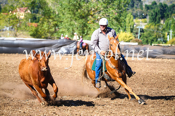 NimmitabelCampdraft2017_5242