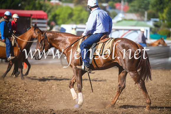 NimmitabelCampdraft2017_5268