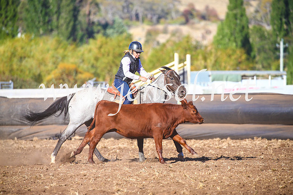 NimmitabelCampdraft2017_5495