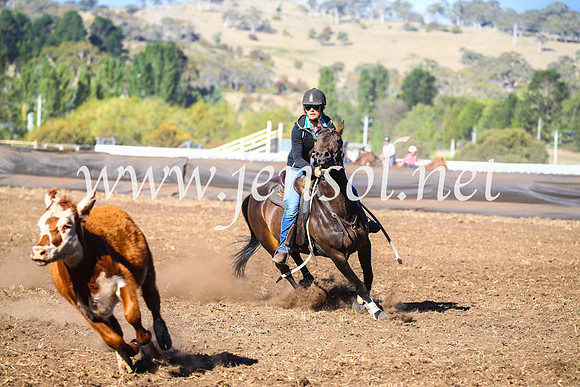 NimmitabelCampdraft2017_5227