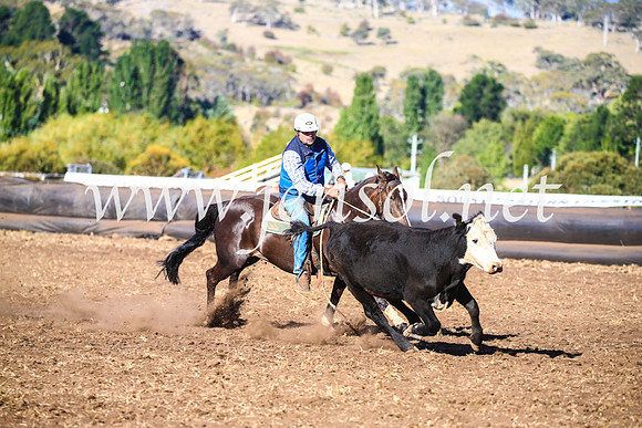 NimmitabelCampdraft2017_5292