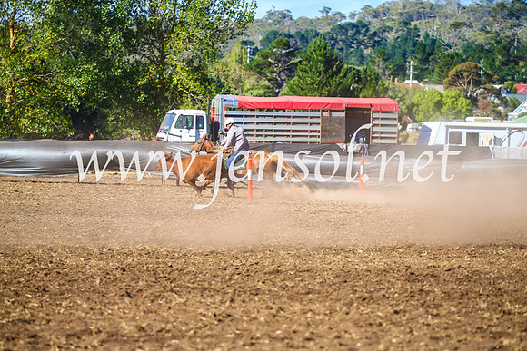 NimmitabelCampdraft2017_5249