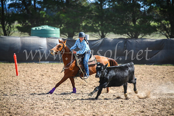 GoulburnCampdraft2017_6488