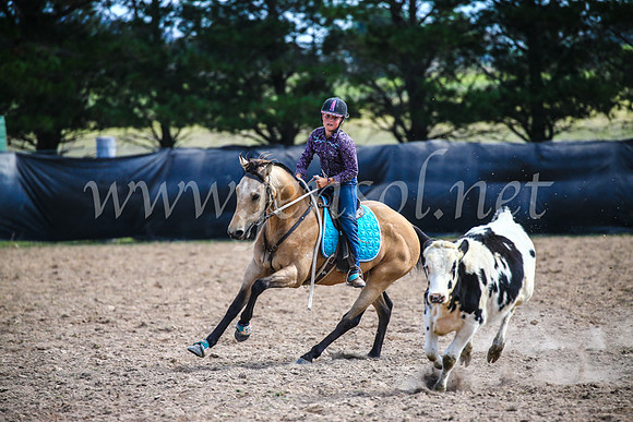GoulburnCampdraft2017_6465