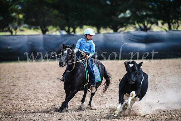 GoulburnCampdraft2017_6479