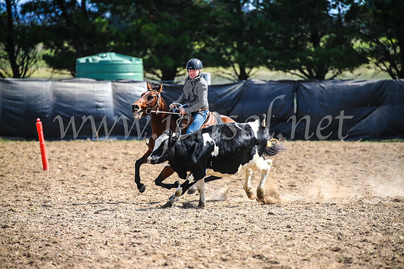 GoulburnCampdraft2017_6496