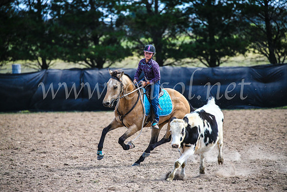 GoulburnCampdraft2017_6466