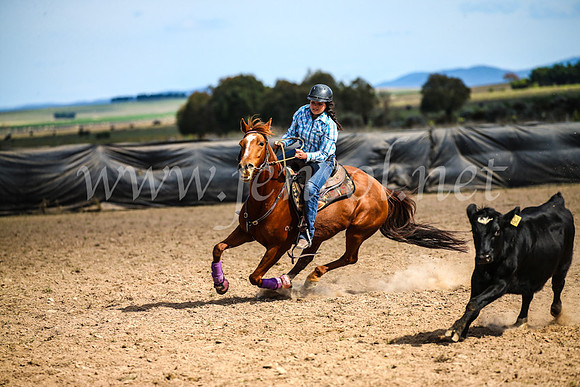GoulburnCampdraft2017_6493