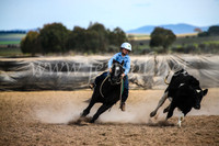 GoulburnCampdraft2017_6486