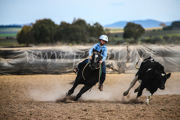 GoulburnCampdraft2017_6486