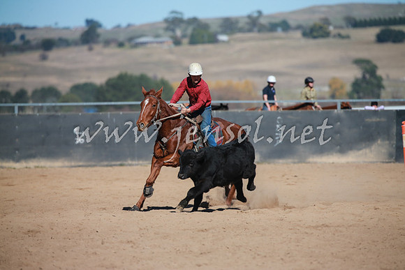 BungendoreCampdraft2016_1031