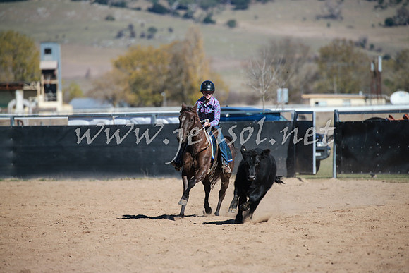 BungendoreCampdraft2016_1074