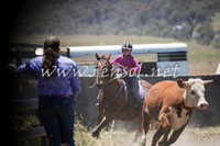 AdaminabyCampdraft2016_0248