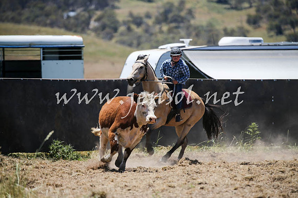 AdaminabyCampdraft2016_0259